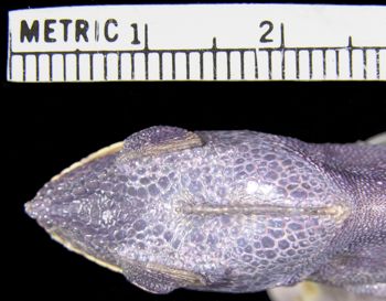 Media type: image; Herpetology R-7758